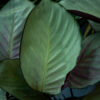 Calathea