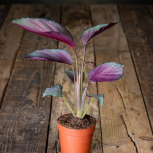 Calathea