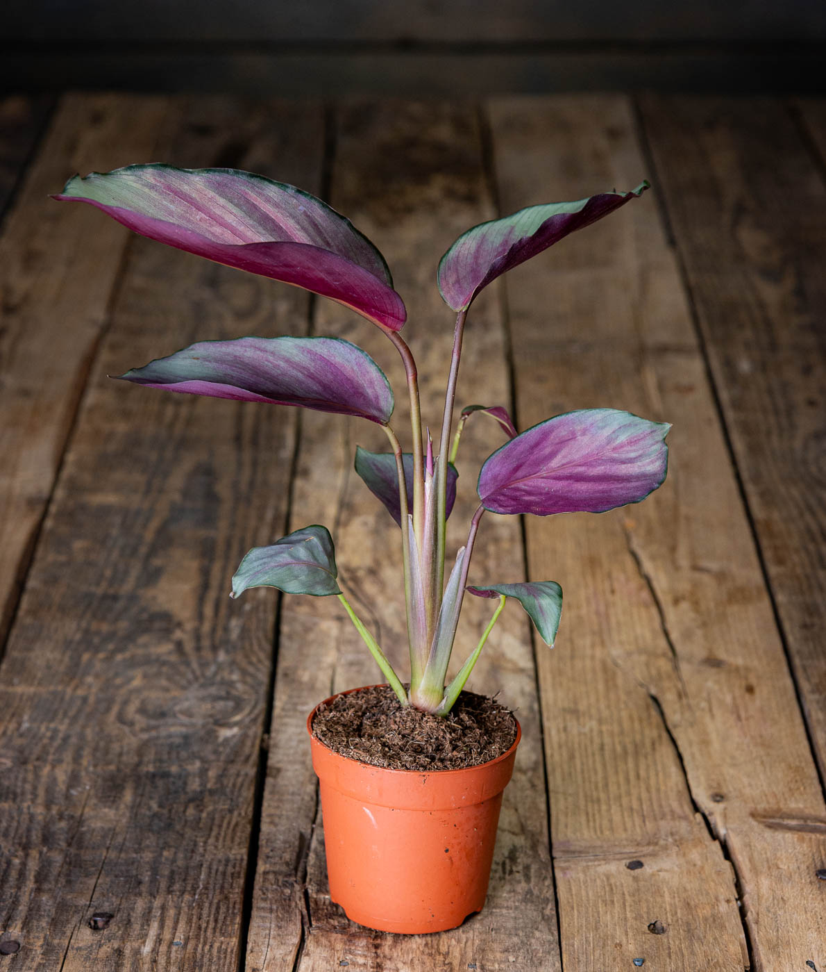 Calathea