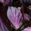 Calathea