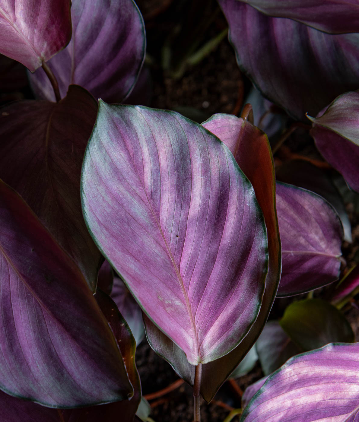 Calathea