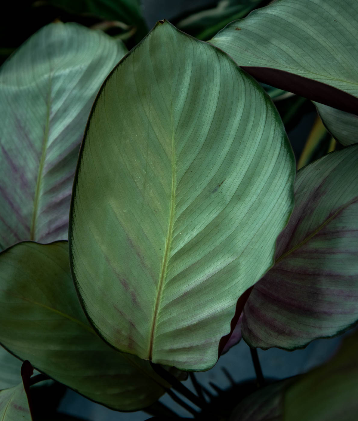 Calathea