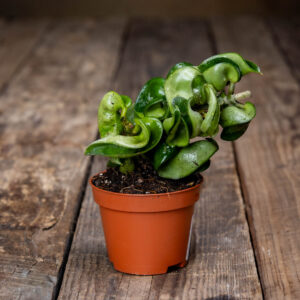 Isoposliinikukka, Hoya