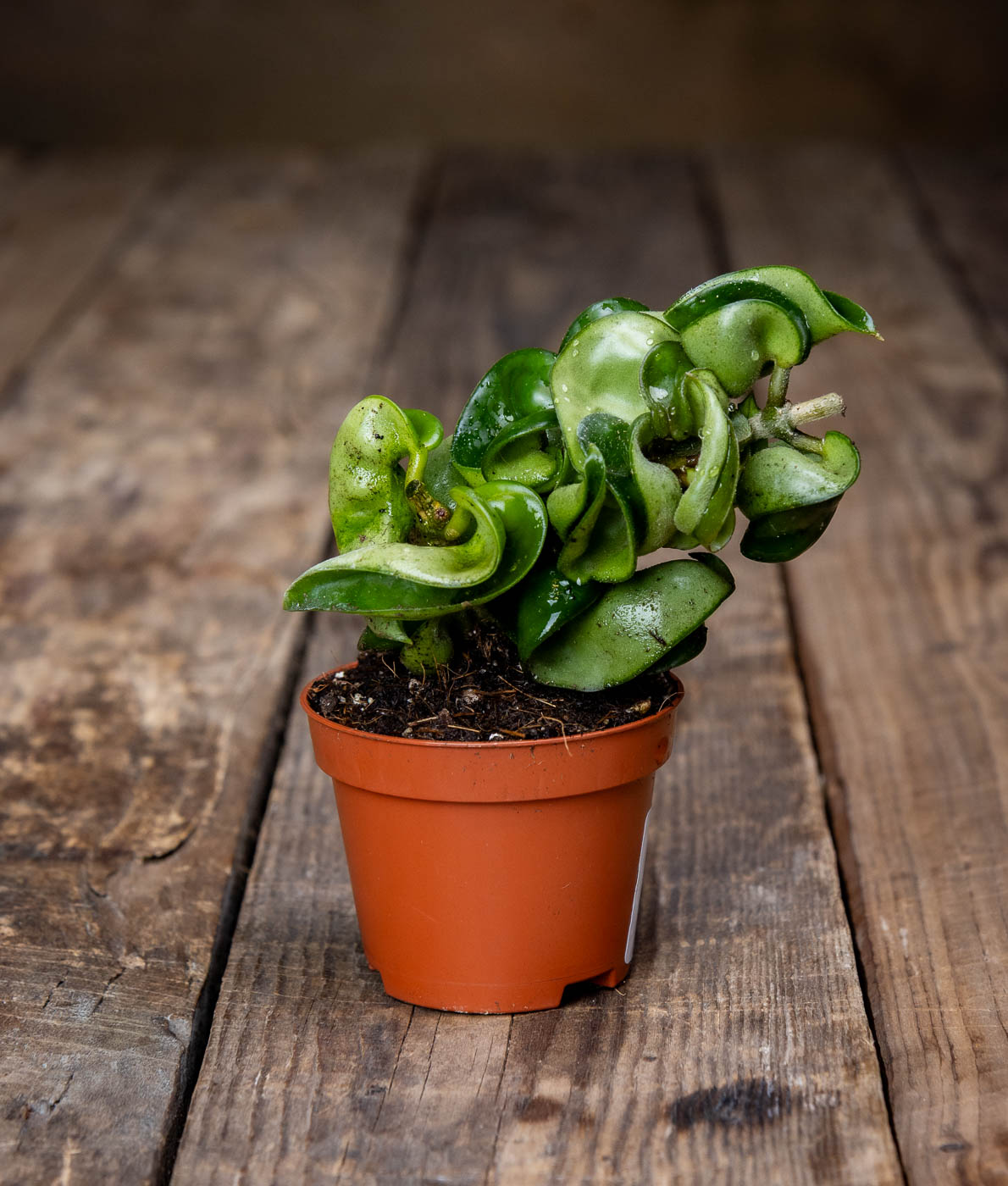 Isoposliinikukka, Hoya