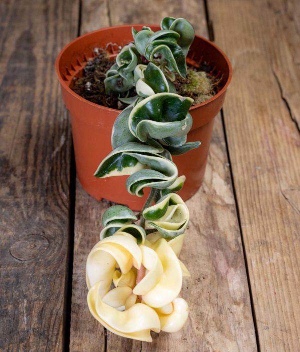 Isoposliinikukka Compacta Variegata - Image 2