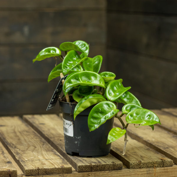 Isoposliinikukka Krinkle 8 - Image 2