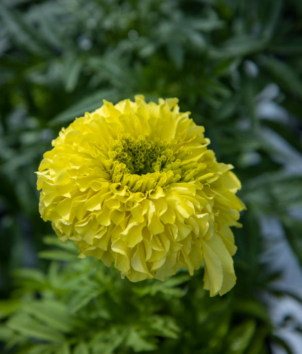 Isosamettikukka Inca Ii Primrose