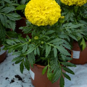 Isosamettikukka