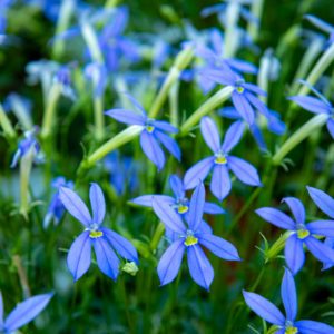 Lobelia