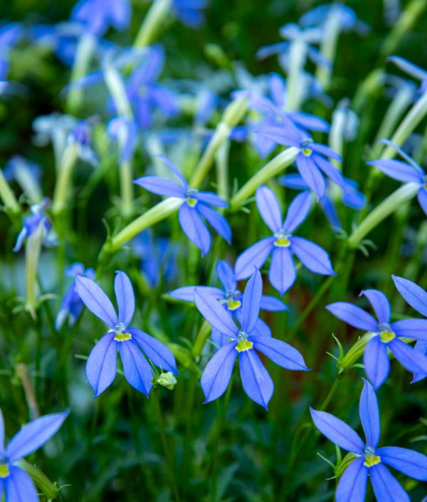 Lobelia