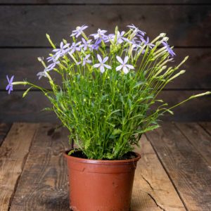 isotähtilobelia