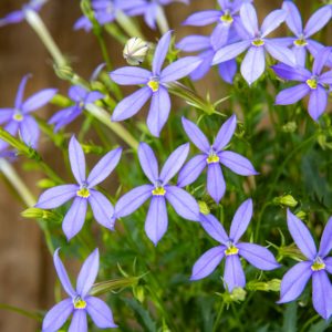 isotähtilobelia