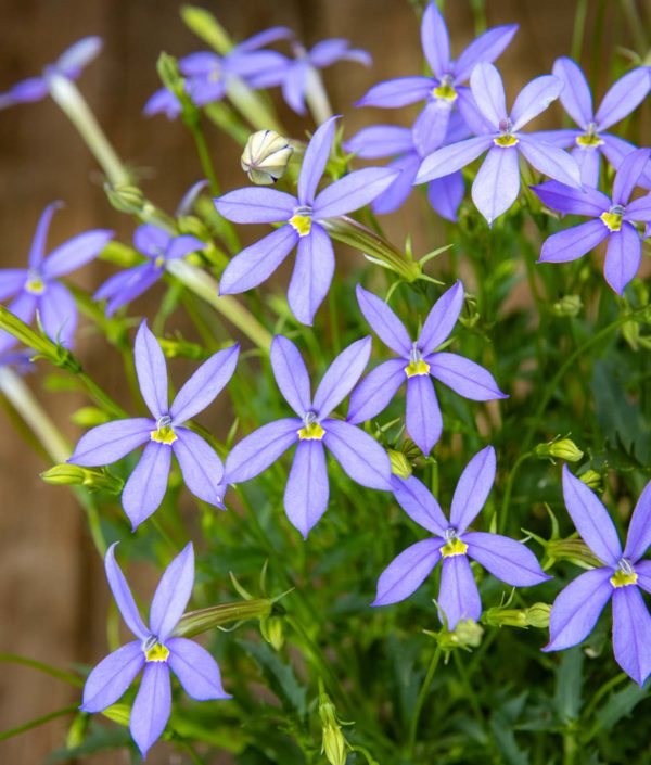 isotähtilobelia