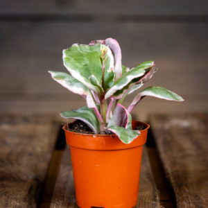 Värikäs Itulehti Variegata Multicolor viljelyruukussa, lehdissä valkoista ja vaaleanpunaista kirjavuutta.