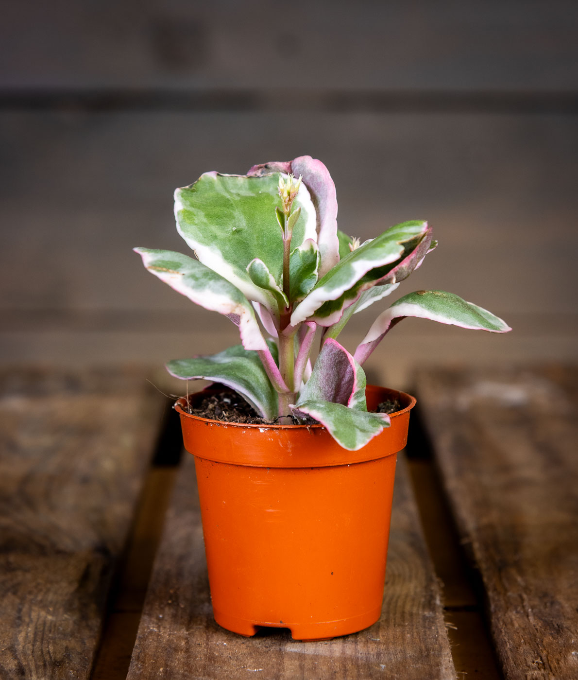 Värikäs Itulehti Variegata Multicolor viljelyruukussa, lehdissä valkoista ja vaaleanpunaista kirjavuutta.