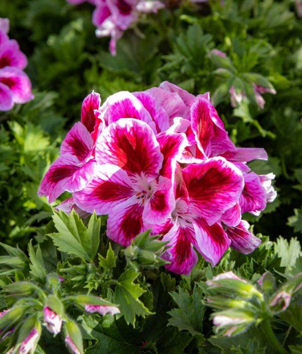 jalopelargoni