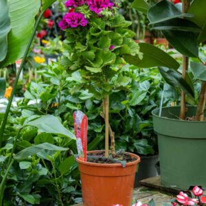 Jalopelargonium