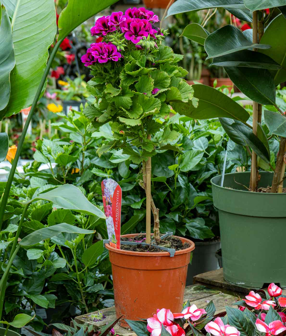 Jalopelargonium