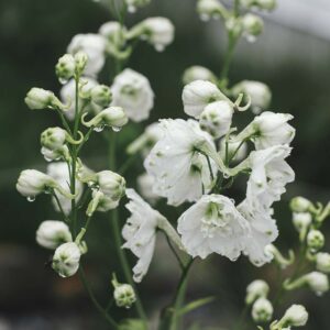 Jaloritarinkannus Magic Fountain White