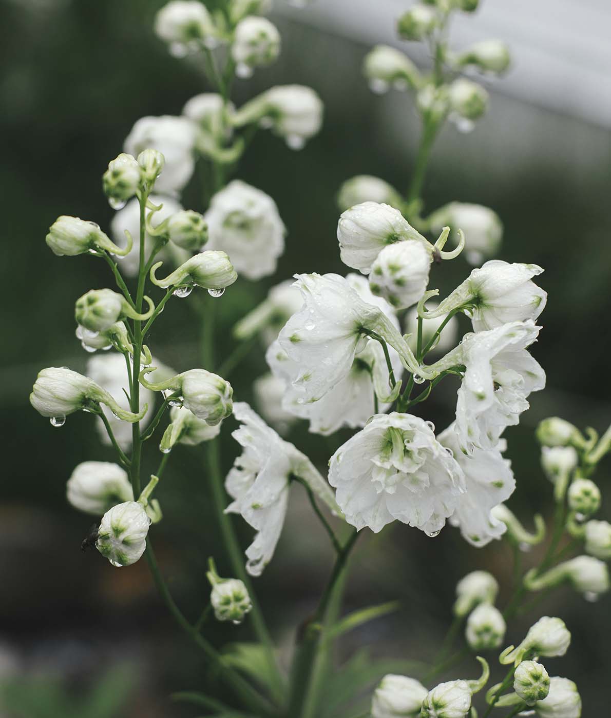 Jaloritarinkannus Magic Fountain White