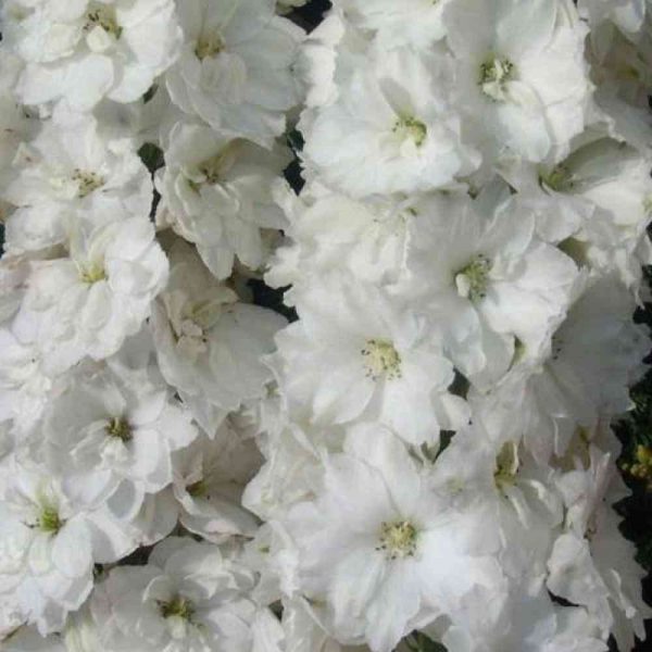 Jaloritarinkannus Snow White