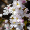 Japaninkirsikka