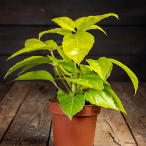 Jättiliuska-Aralia Golden