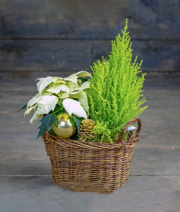 Jouluasetelma Raikas - Image 3