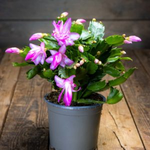 joulukaktus ruukussa