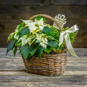 Jouluasetelma Valkoinen Joulutähti