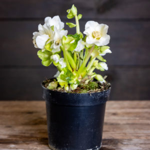 Valkokukkainen jouluruusu