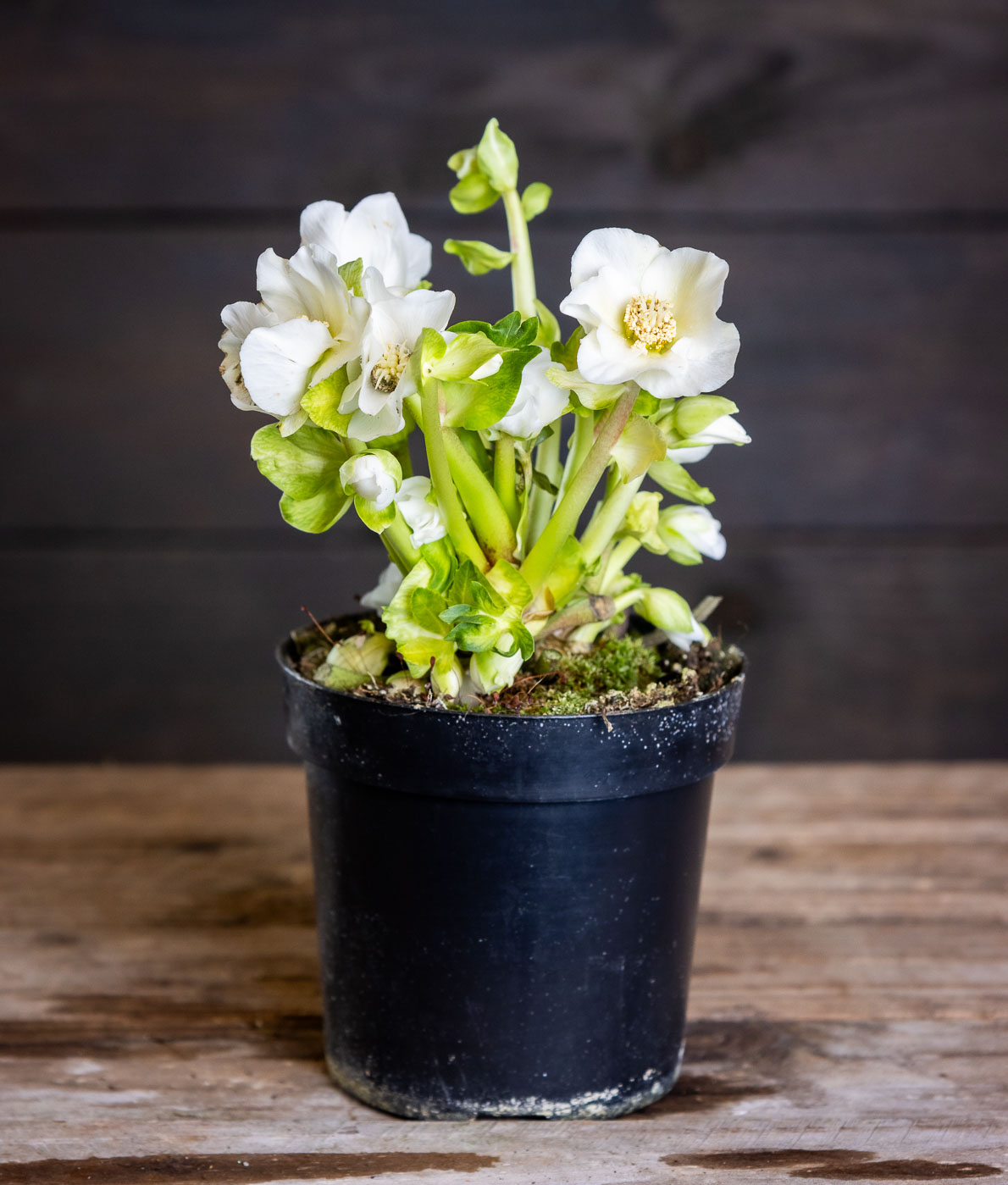 Valkokukkainen jouluruusu