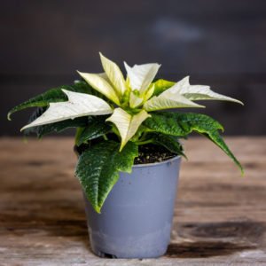 valkoinen joulutähti