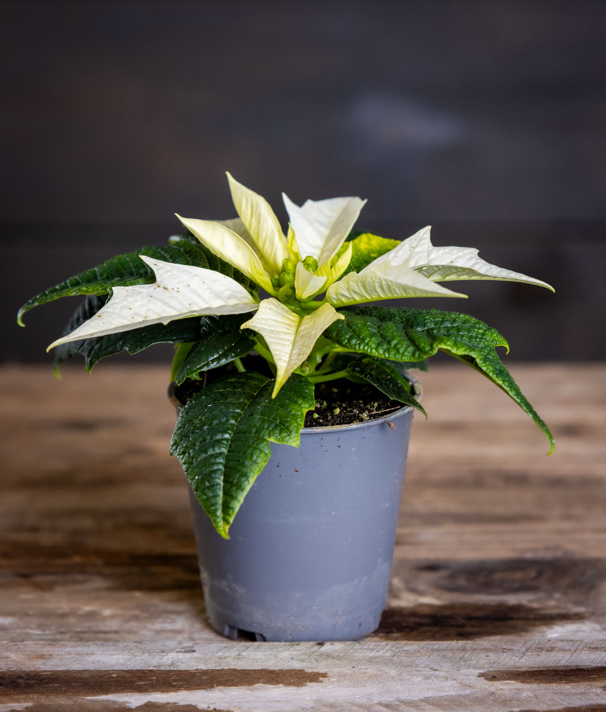 valkoinen joulutähti