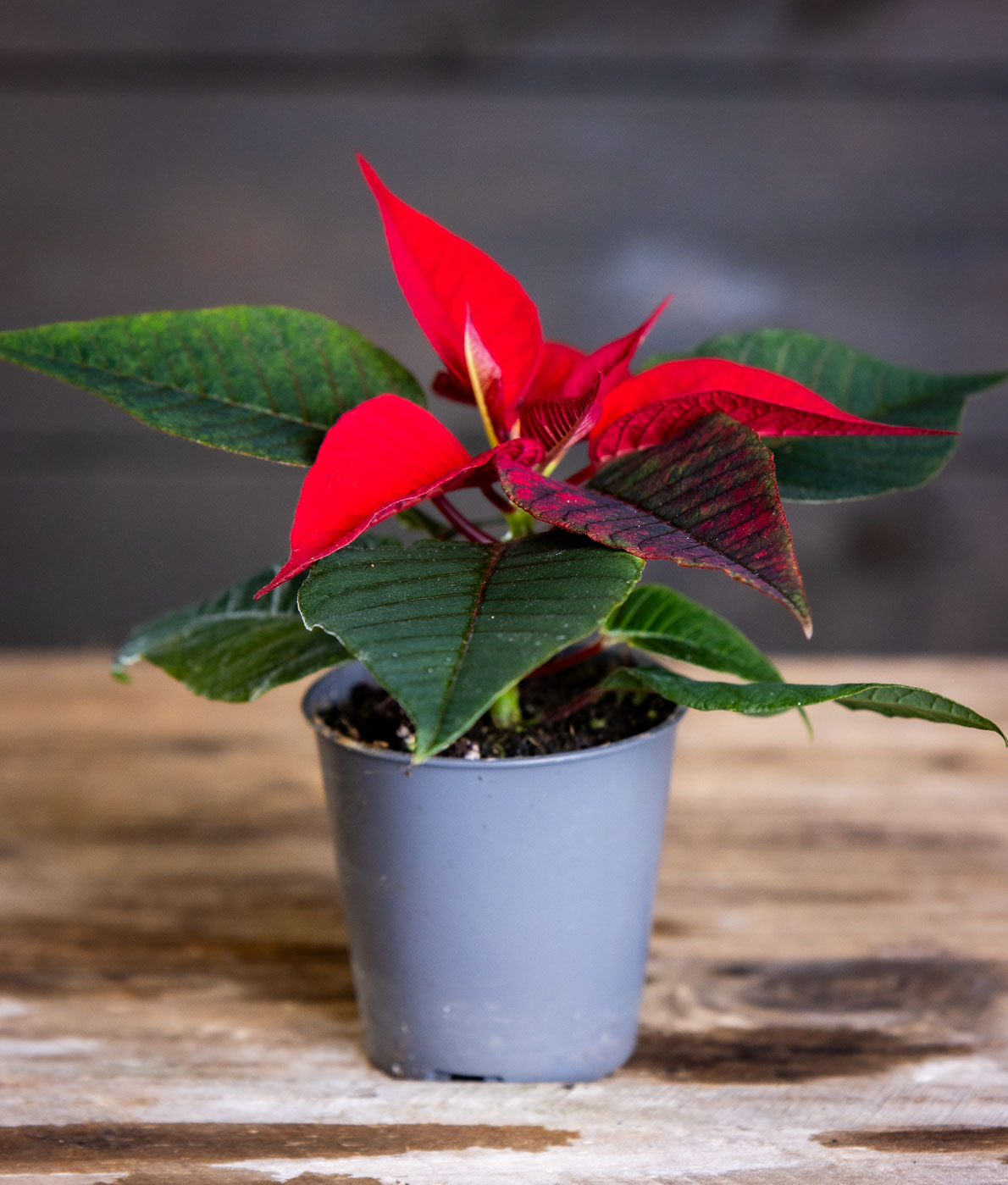 punainen joulutähti