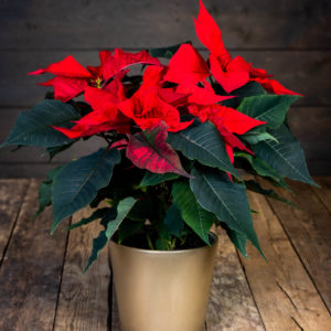 Punainen joulutähti kultaisessa ruukussa puupinnalla.