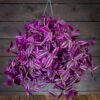 Tuuhea ja syvän purppuraisena hohtava Juoru Pink Paradise (Tradescantia) amppelissa tummaa puutaustaa vasten.