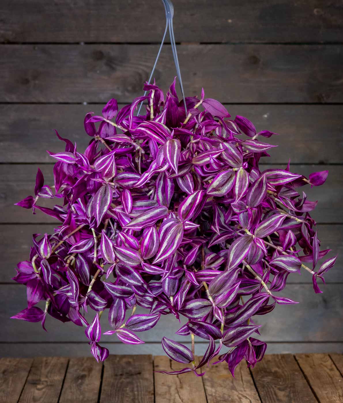Tuuhea ja syvän purppuraisena hohtava Juoru Pink Paradise (Tradescantia) amppelissa tummaa puutaustaa vasten.