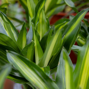 dracaena