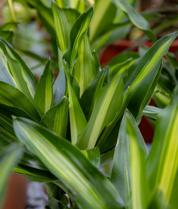 dracaena