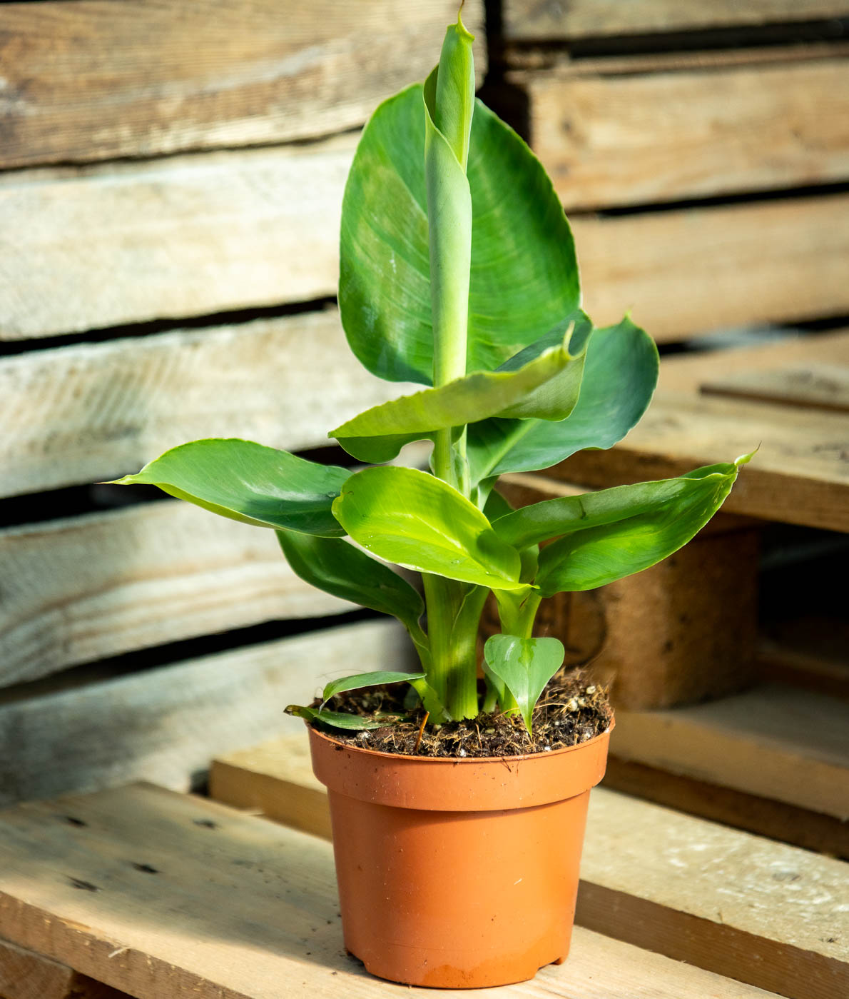 Kääpiöbanaani Tropicana - Image 2