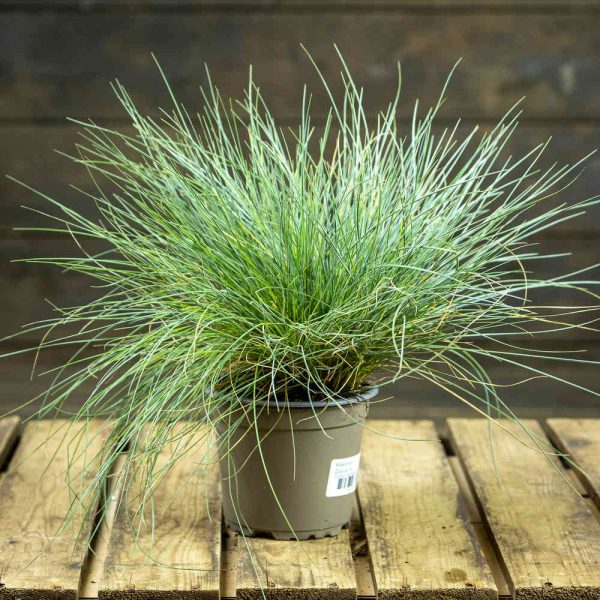 Kääpiönata Glaucantha