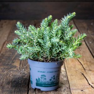 Sedum reflexum