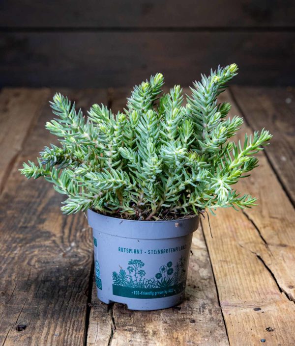 Sedum reflexum