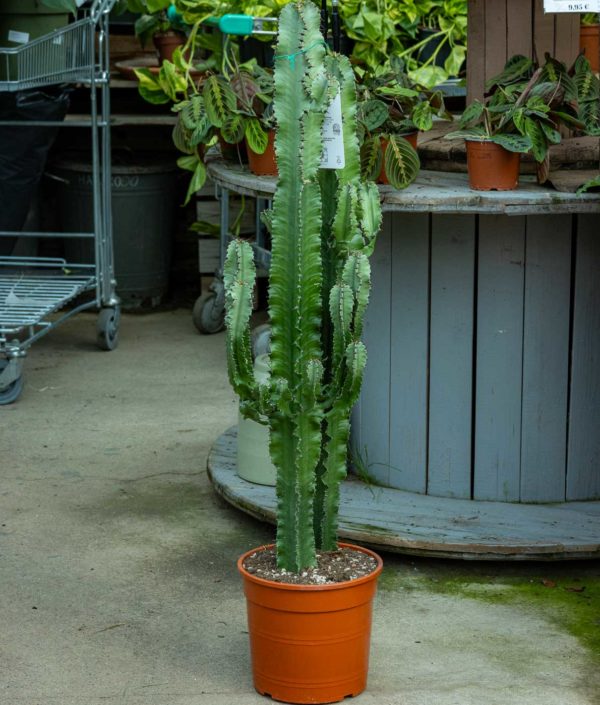 Kandelabrakaktus