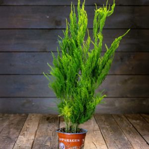 Kartioparsa ruukussa