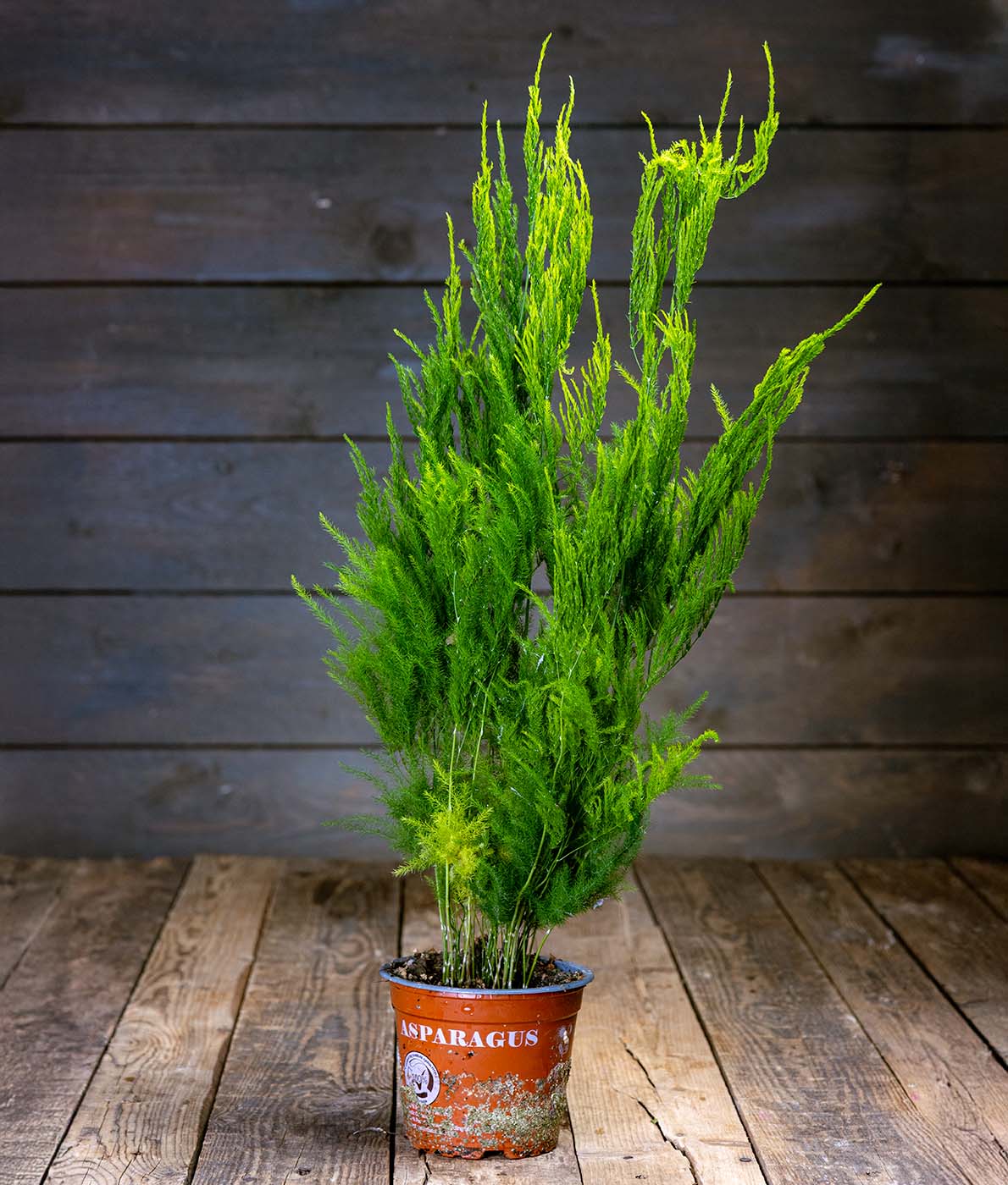 Kartioparsa ruukussa