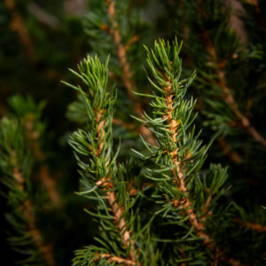 vehreä kartiokuusen oksa