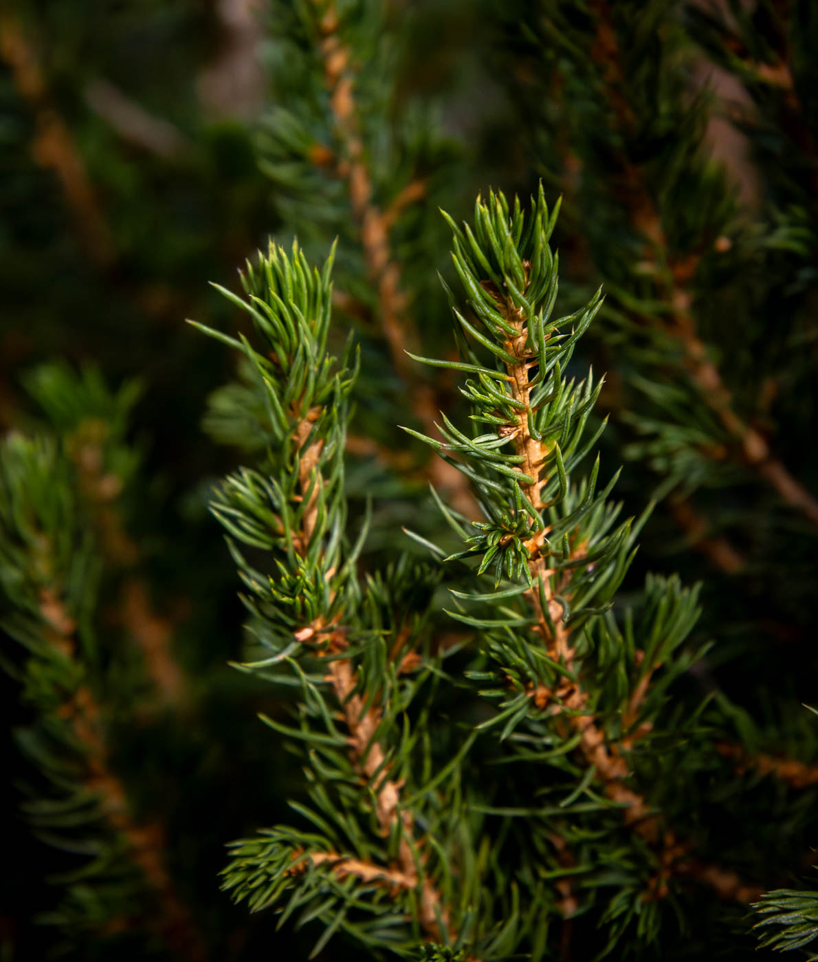 vehreä kartiokuusen oksa