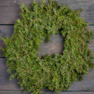 Tiivis ja vihreä aito katajakranssi kuvattuna tummaa puutaustaa vasten.